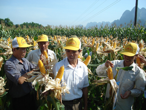 Nông dân xã Thanh Nông (Lạc Thủy) đưa giống ngô mới vào sản xuất cho năng suất cao.